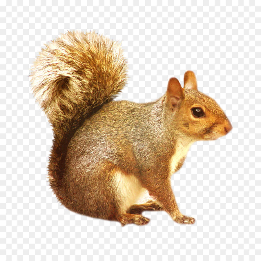 clipart-squirrel-real-clipart-squirrel-real-transparent-free-for-download-on-webstockreview-2022
