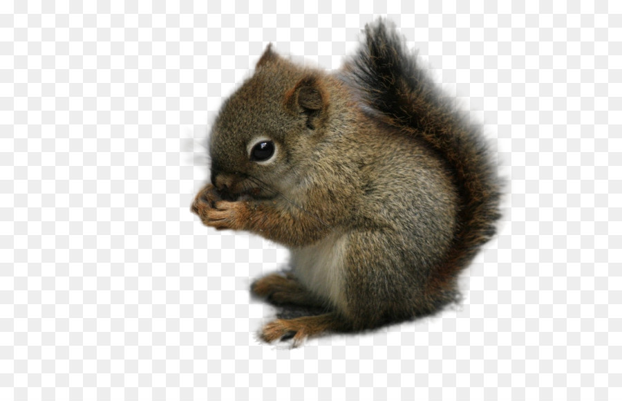 chipmunk clipart grey squirrel