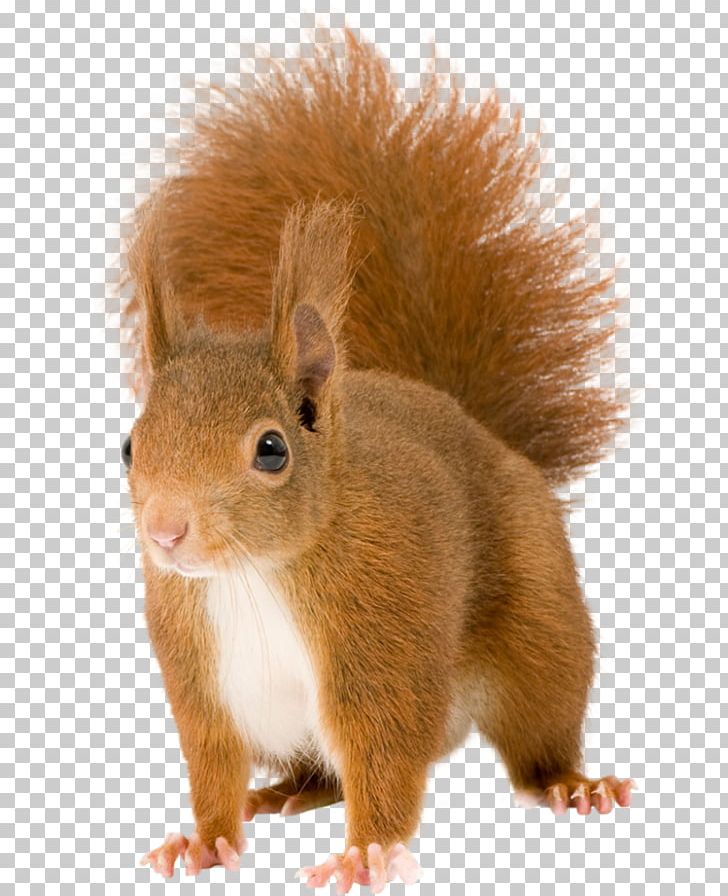 chipmunk clipart red squirrel