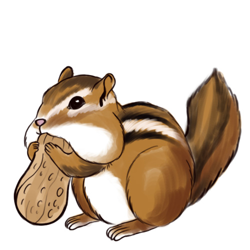  drawing line for. Chipmunk clipart simple