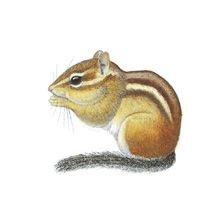 Free cliparts download clip. Chipmunk clipart simple