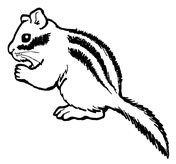 Chipmunks coloring pages free. Chipmunk clipart simple