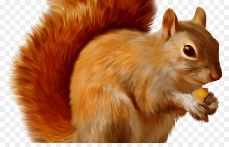 Squirrel cartoon png download. Chipmunk clipart single animal