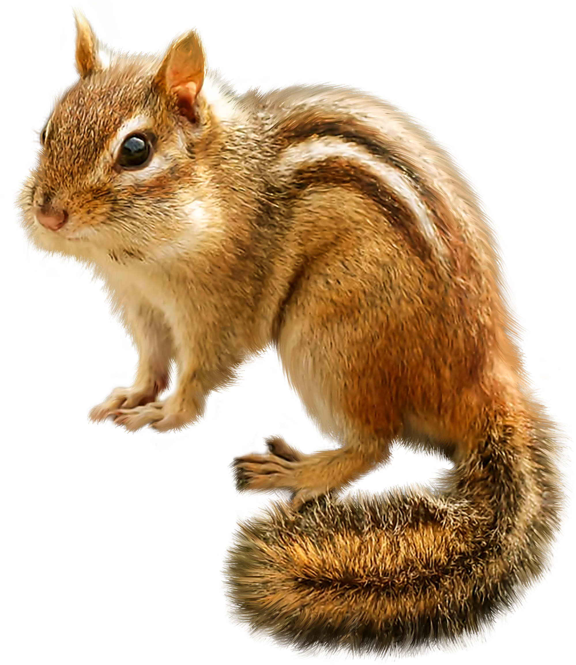 Picture #2358081 - chipmunk clipart squirrel tail. chipmunk clipart squirre...