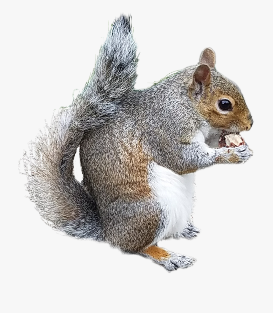 clipart squirrel xerus