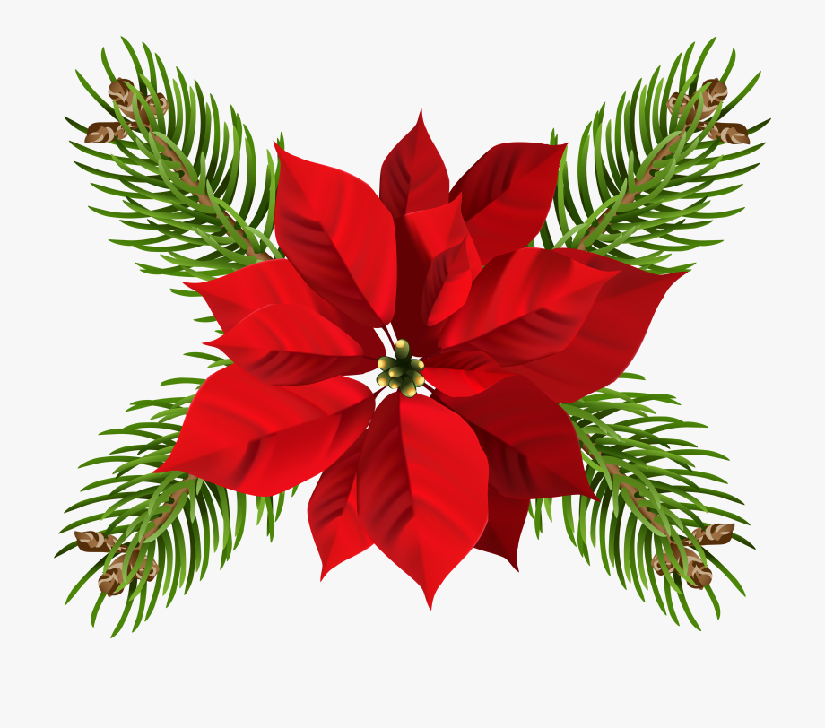 poinsettia clipart clear background