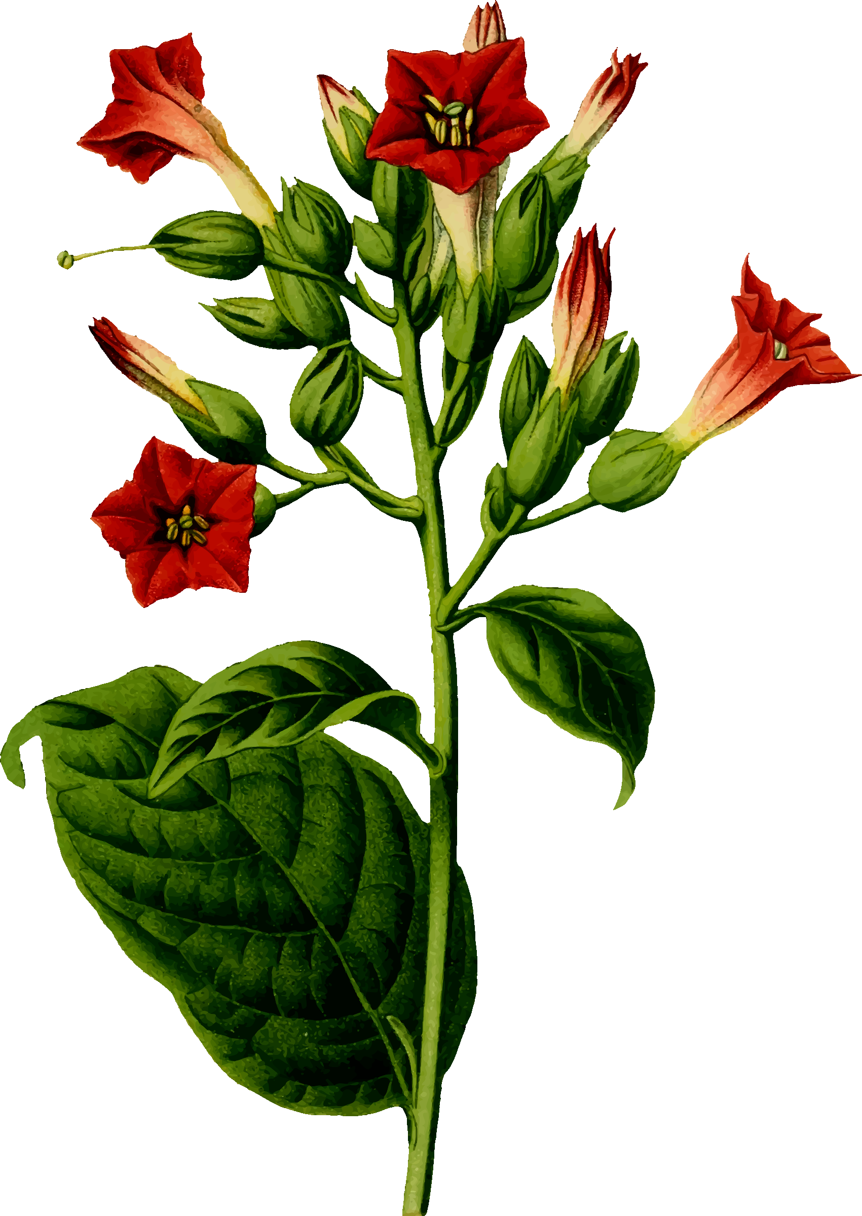 Big image png. Seedling clipart tobacco plant