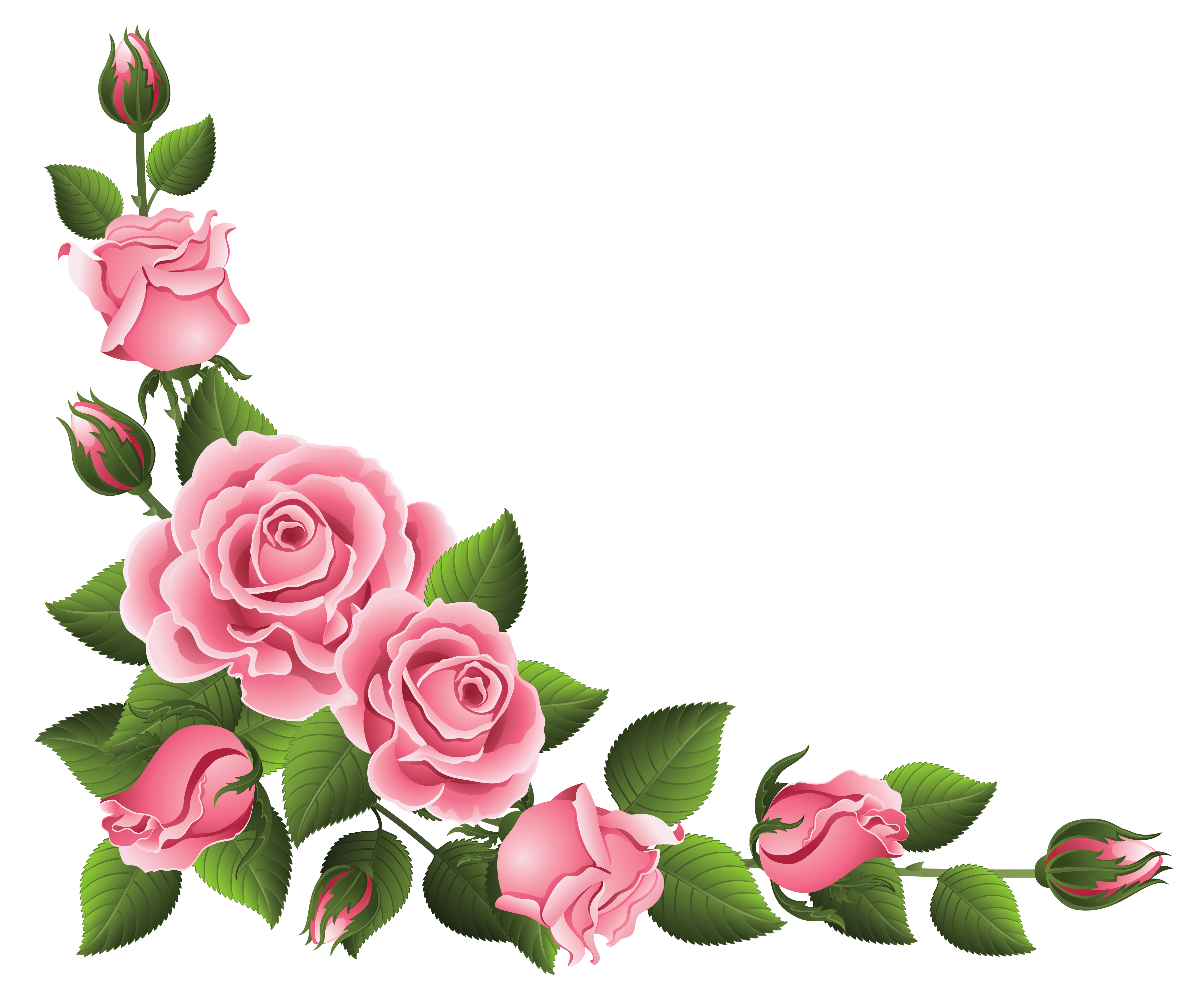 Corner decoration with roses. Clipart rose watercolor