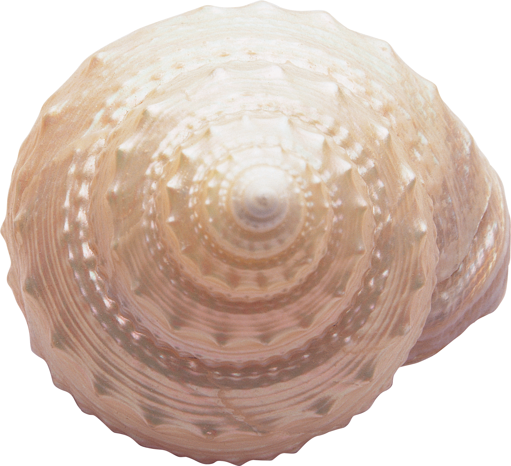 circle clipart seashell