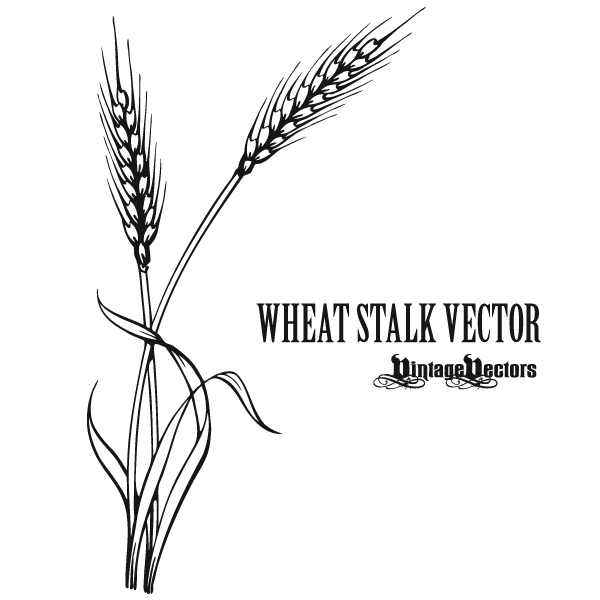 Vintage vectors vectorizing antiquities. Fern clipart wheat plant