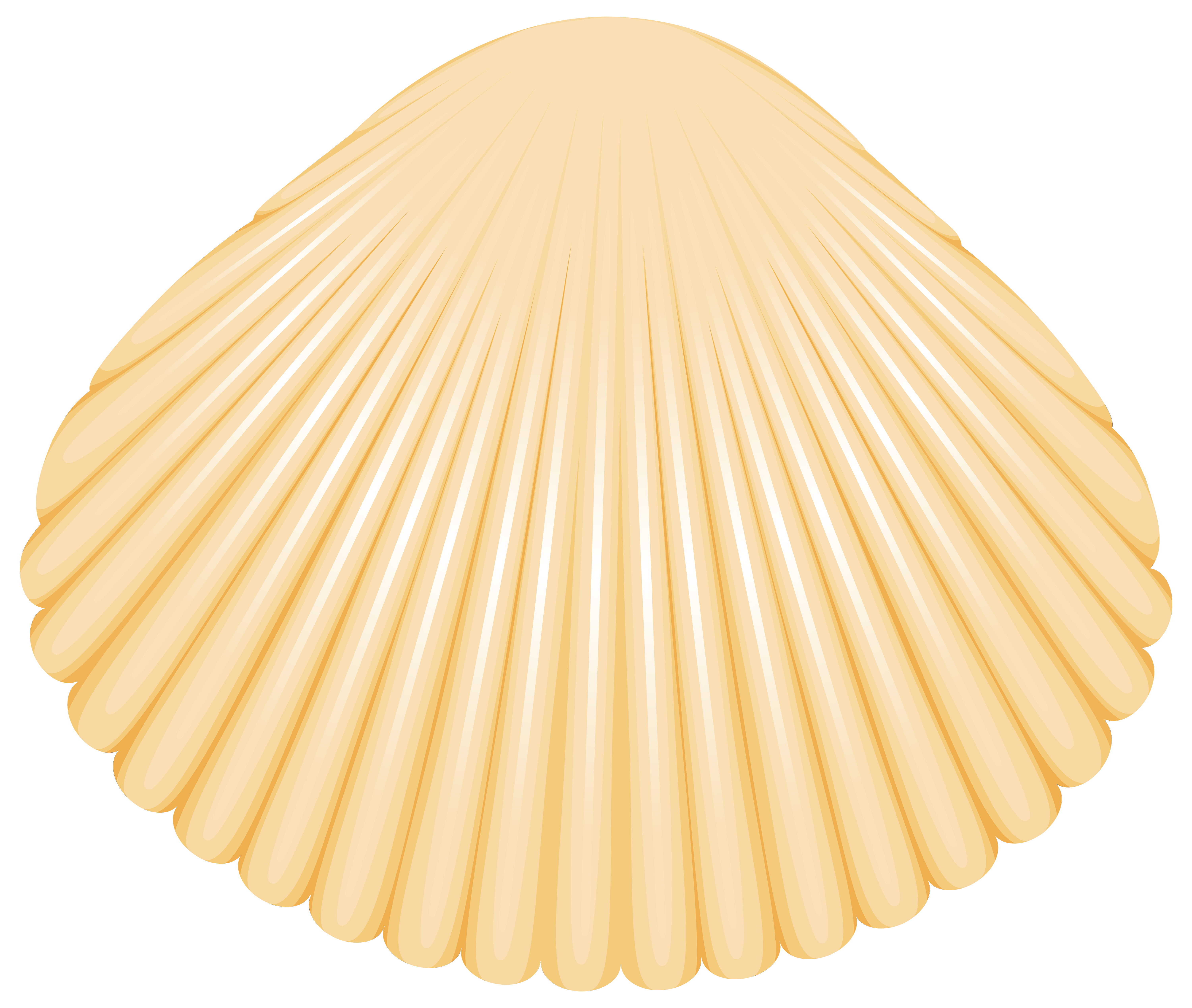 seafood clipart clam