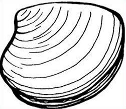 oyster clipart clam