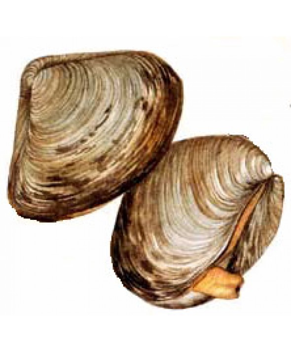 clam clipart aoyagi