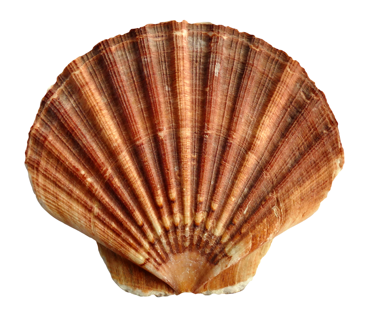 clam clipart bivalve