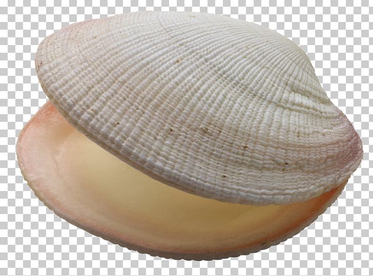 oyster clipart bivalve