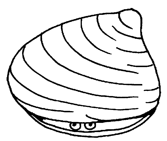 clam clipart black and white