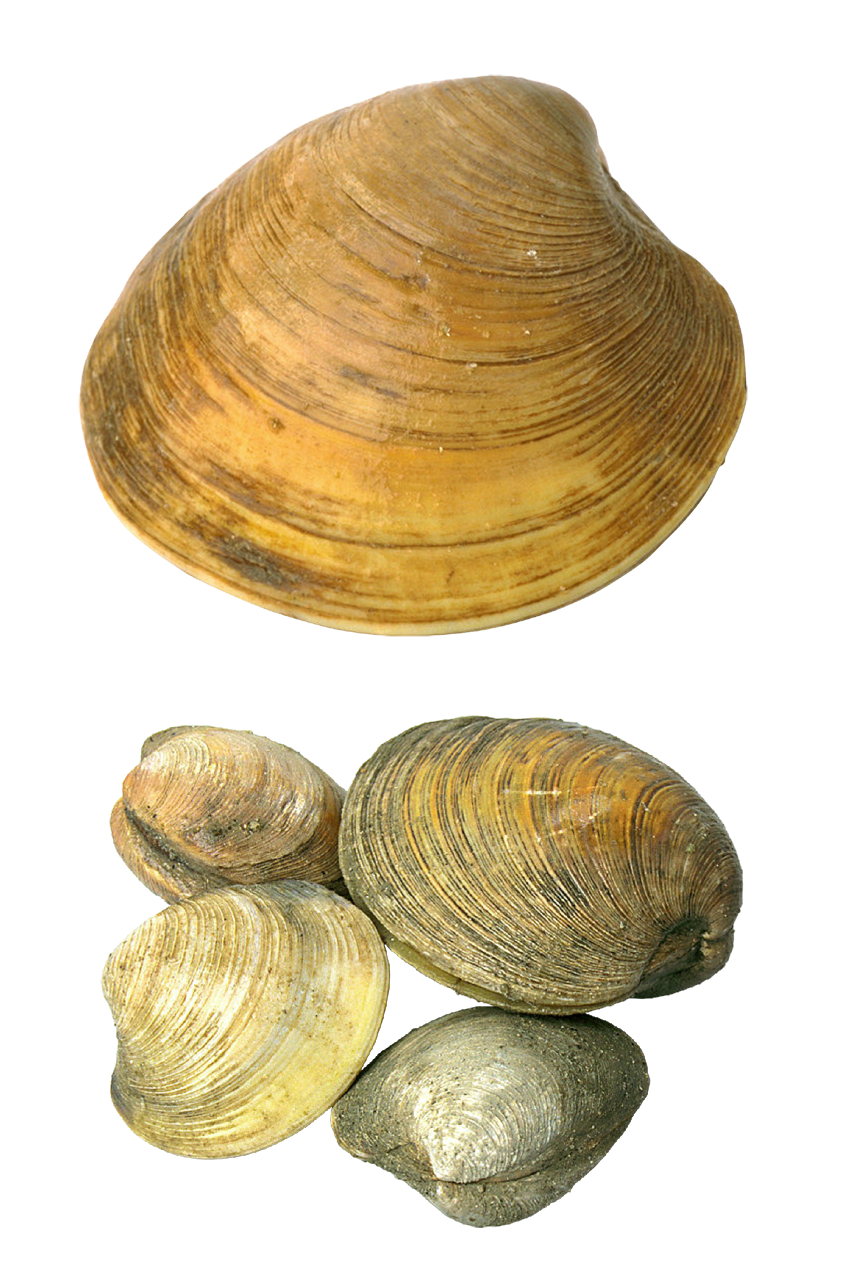 clipart beach seashell