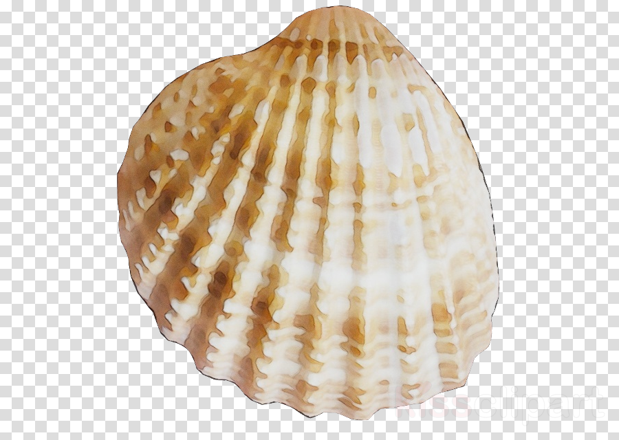 clam clipart cockle