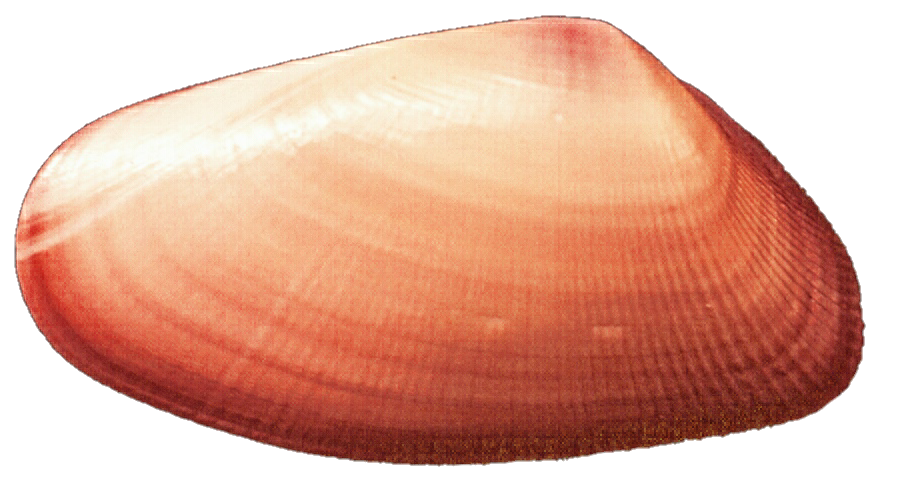 seashells clipart clam