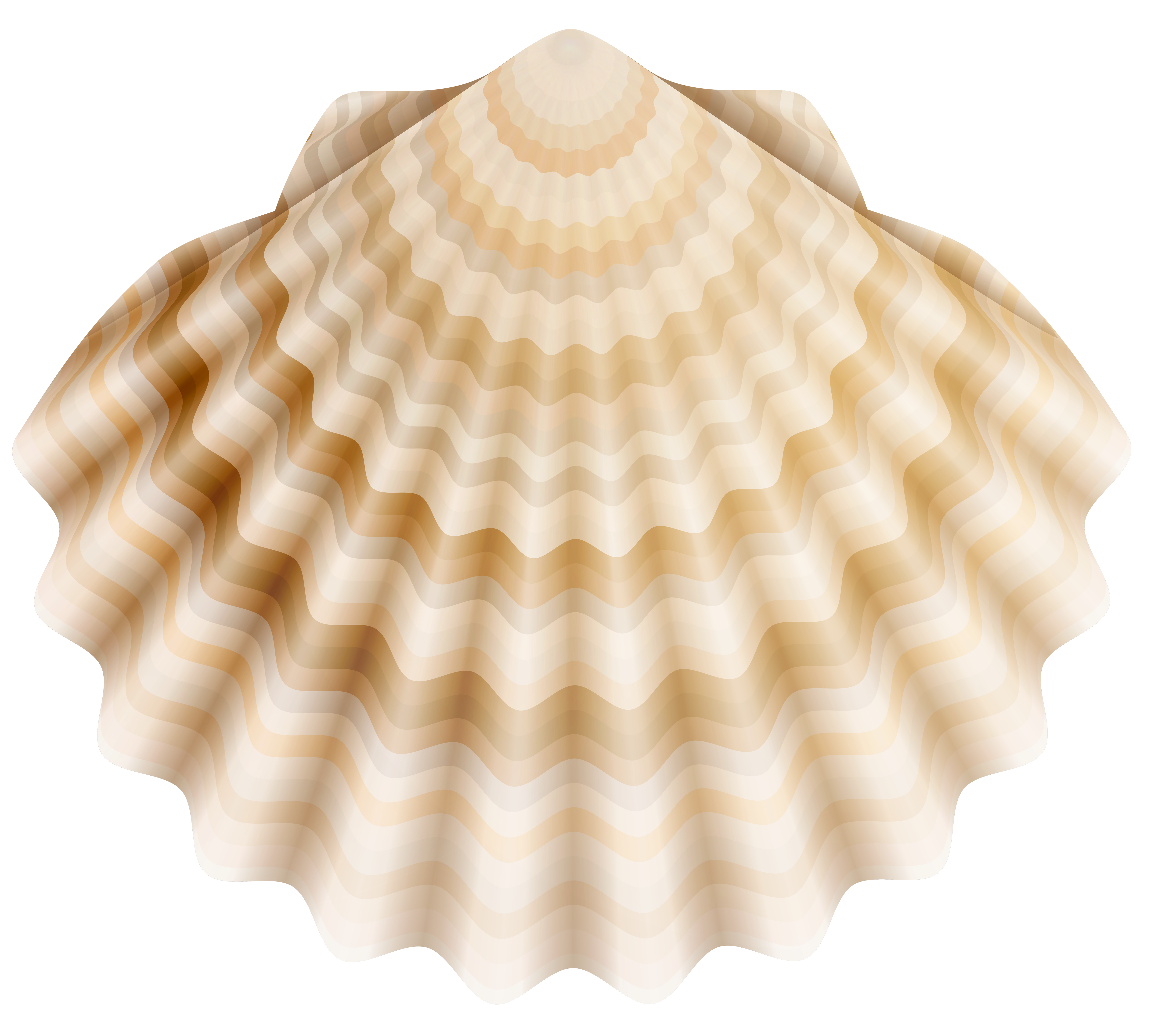 shell clipart scallop icon