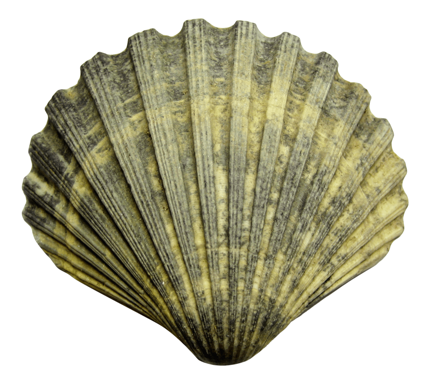 seashells clipart crown shell