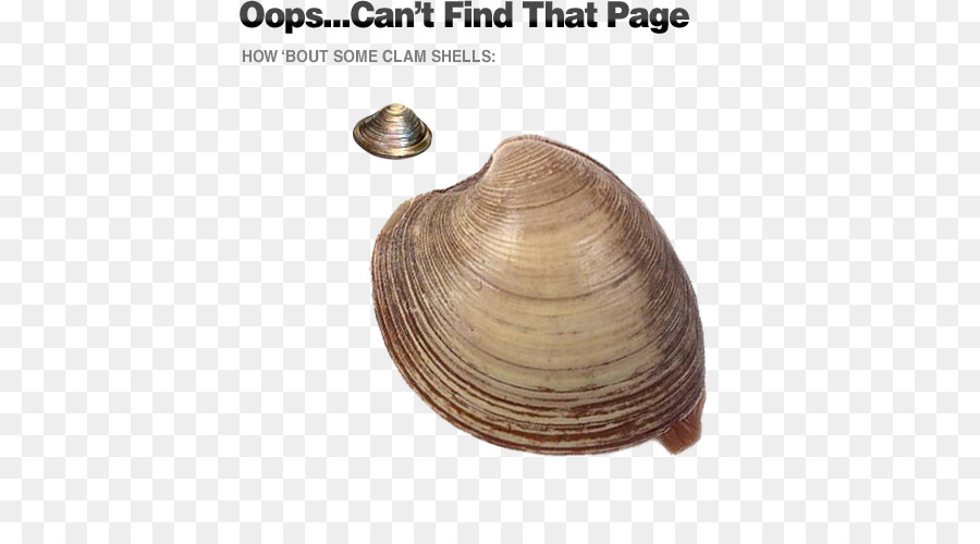 clam clipart cockle