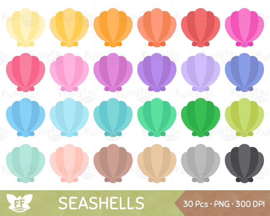 seashells clipart colored