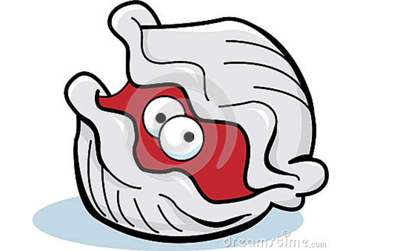 clam clipart eye