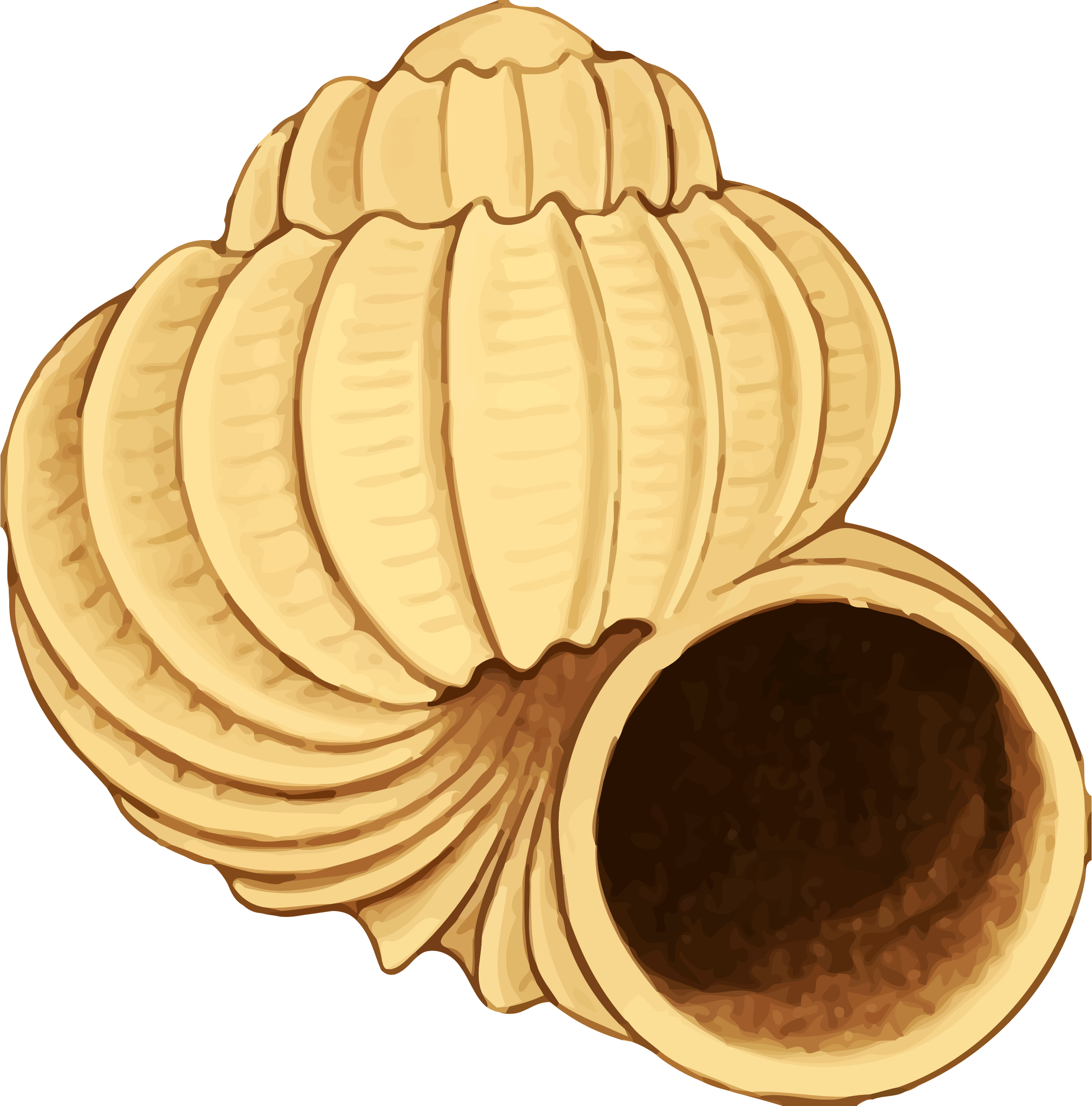 clam clipart face