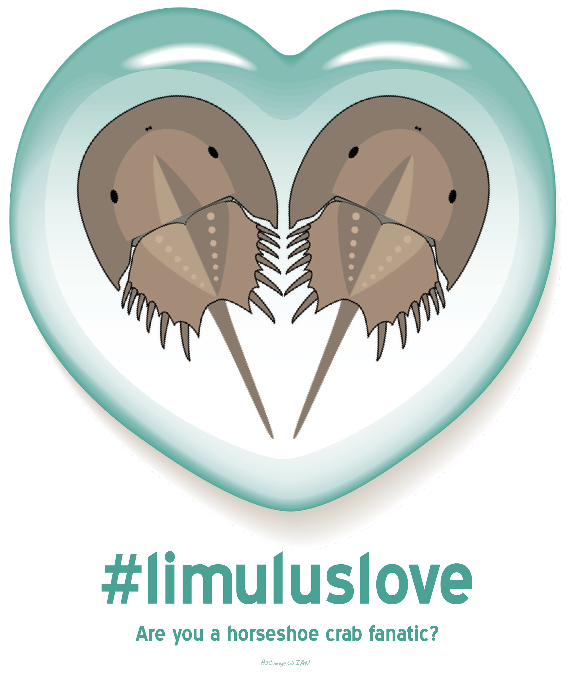 Tuna clipart remora. Limulus love 
