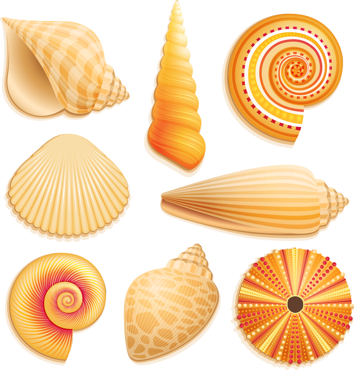  e ba orig. Seashells clipart shell beach