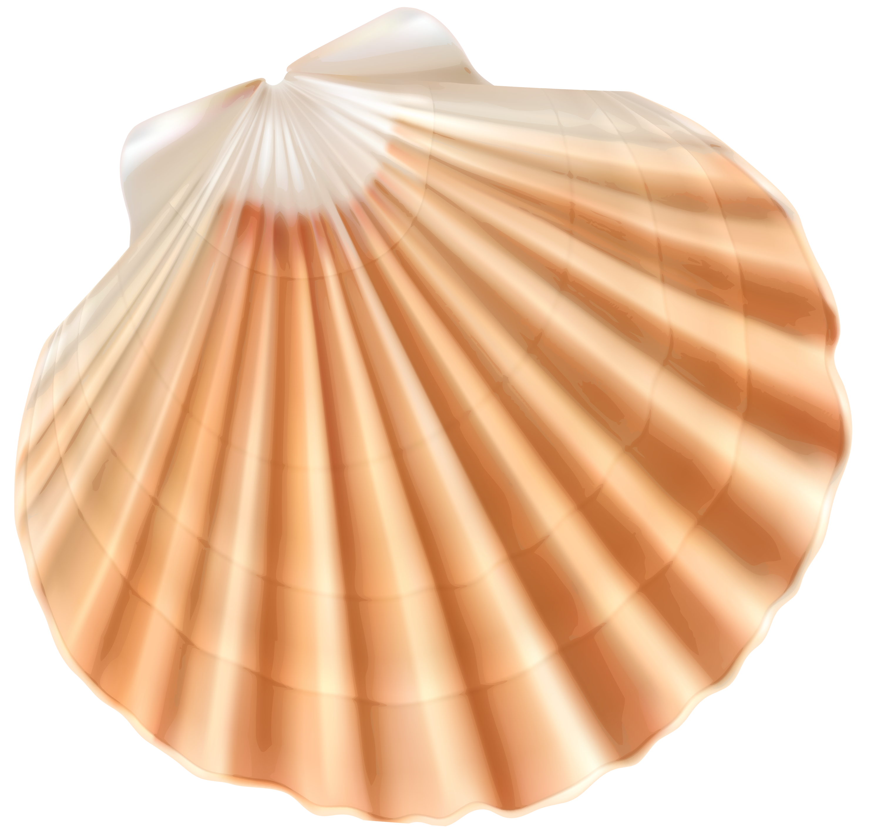 Seashell clip art sea. Clam clipart fossil shell