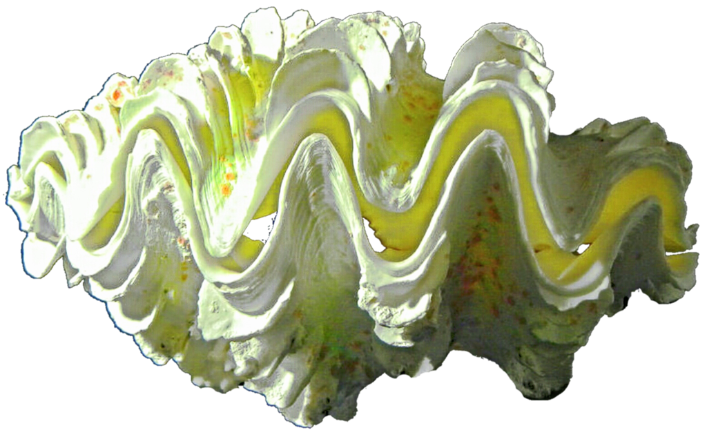 shell clipart giant clam