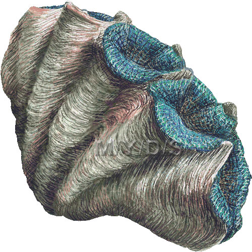 Clam clipart giant clam. Tridacninae graphics clip art