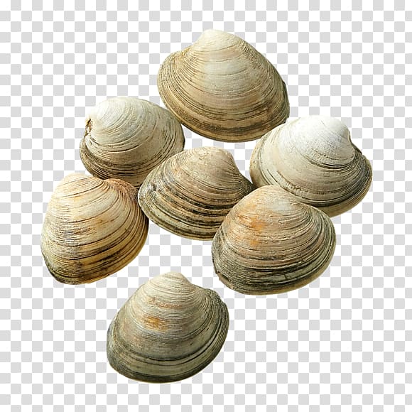 Clam clipart live, Clam live Transparent FREE for download on