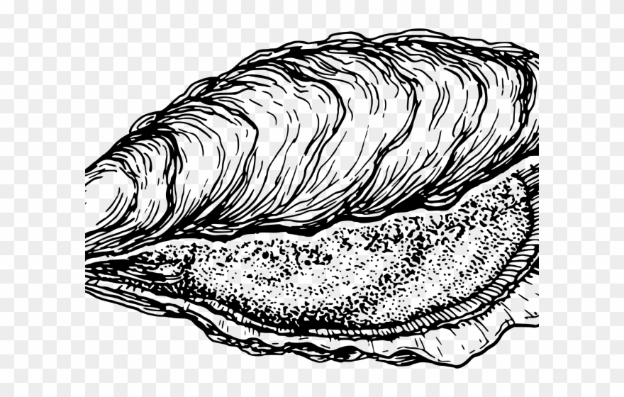 clam clipart oyster