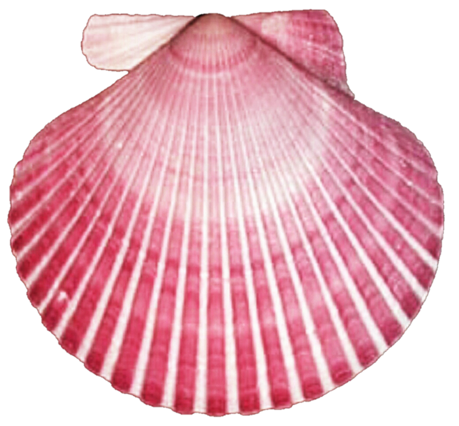 seashells clipart pink