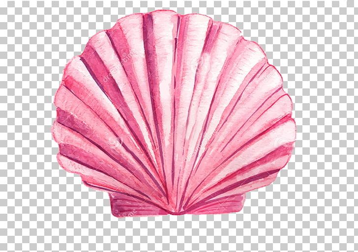 clam clipart pink