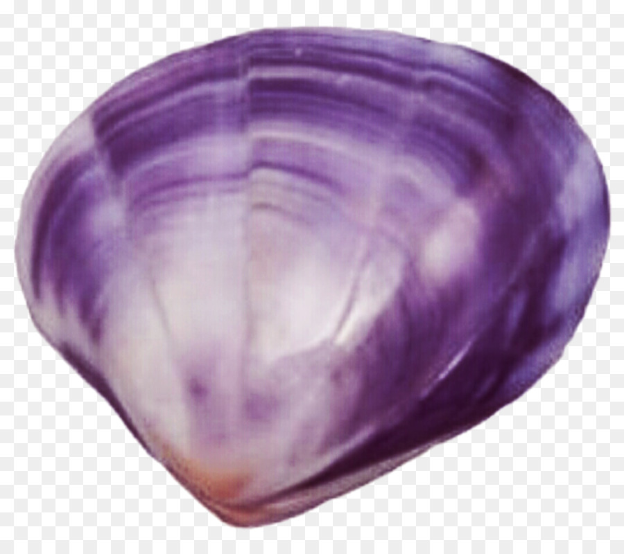 clam clipart purple