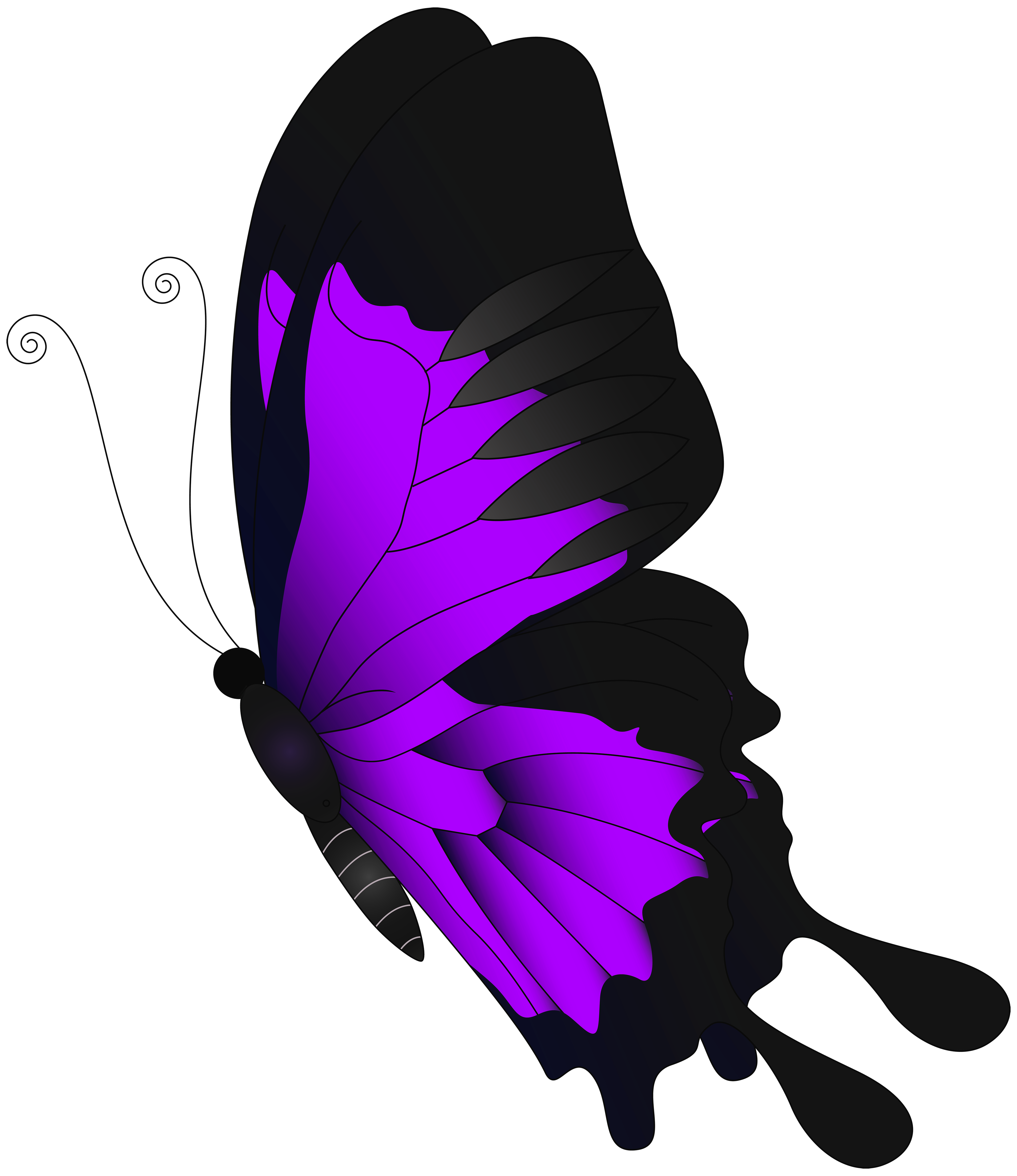 clipart butterfly feather