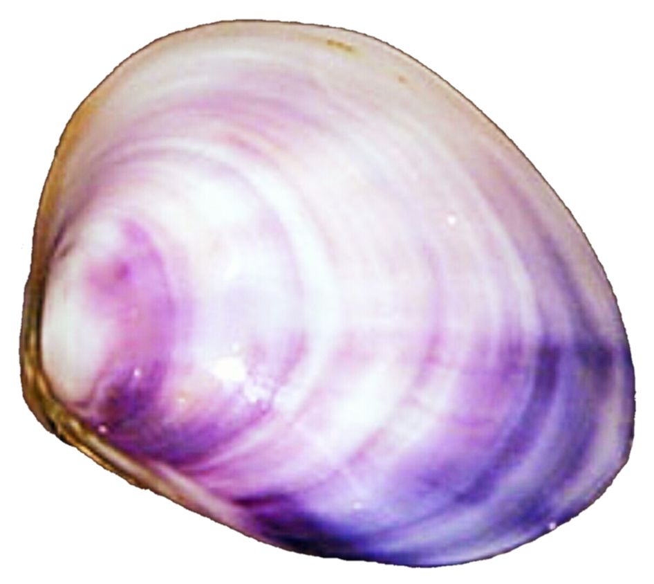clam clipart purple