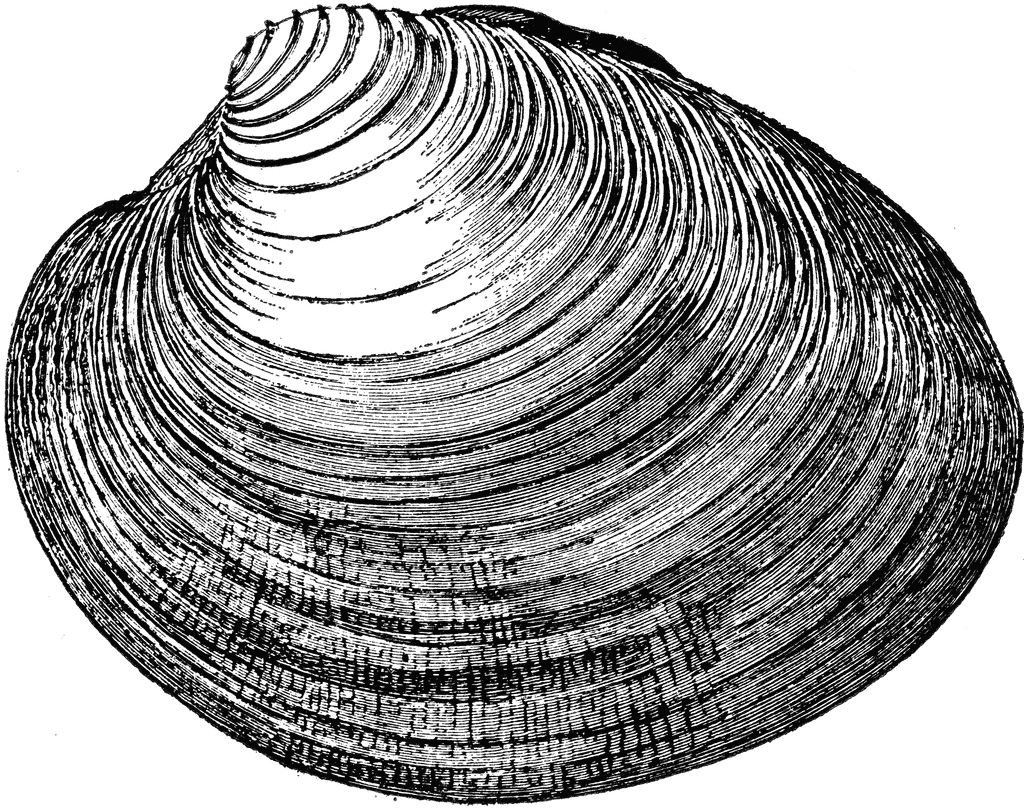 Pin by laura rose. Shell clipart mussel drawing