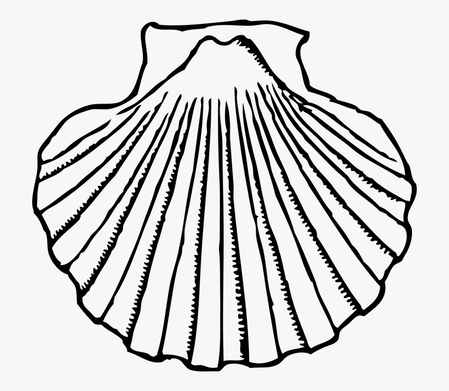 Clam clipart shel. Shell black and white