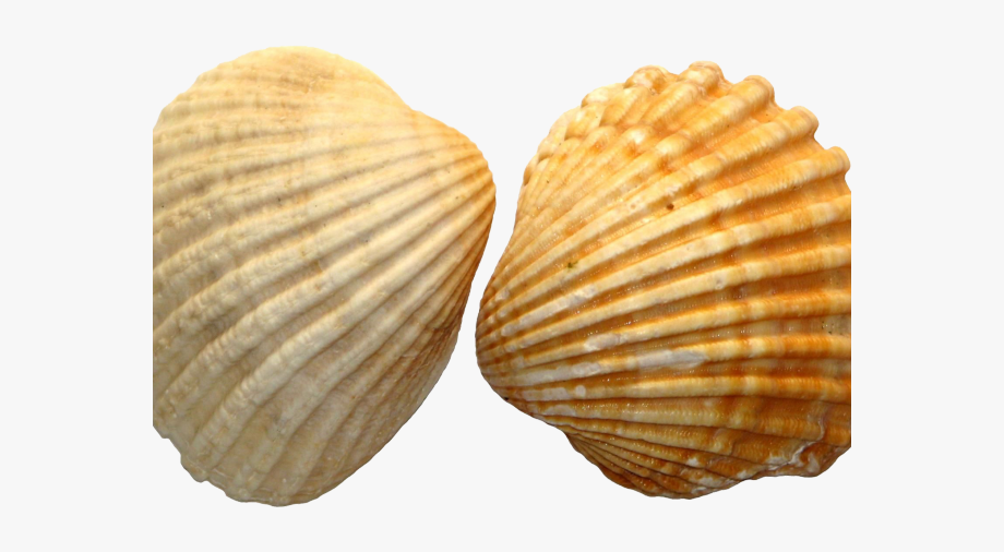 Clam clipart shell beach. Clams deniz kabu u