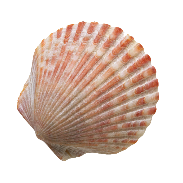 clam clipart shell beach
