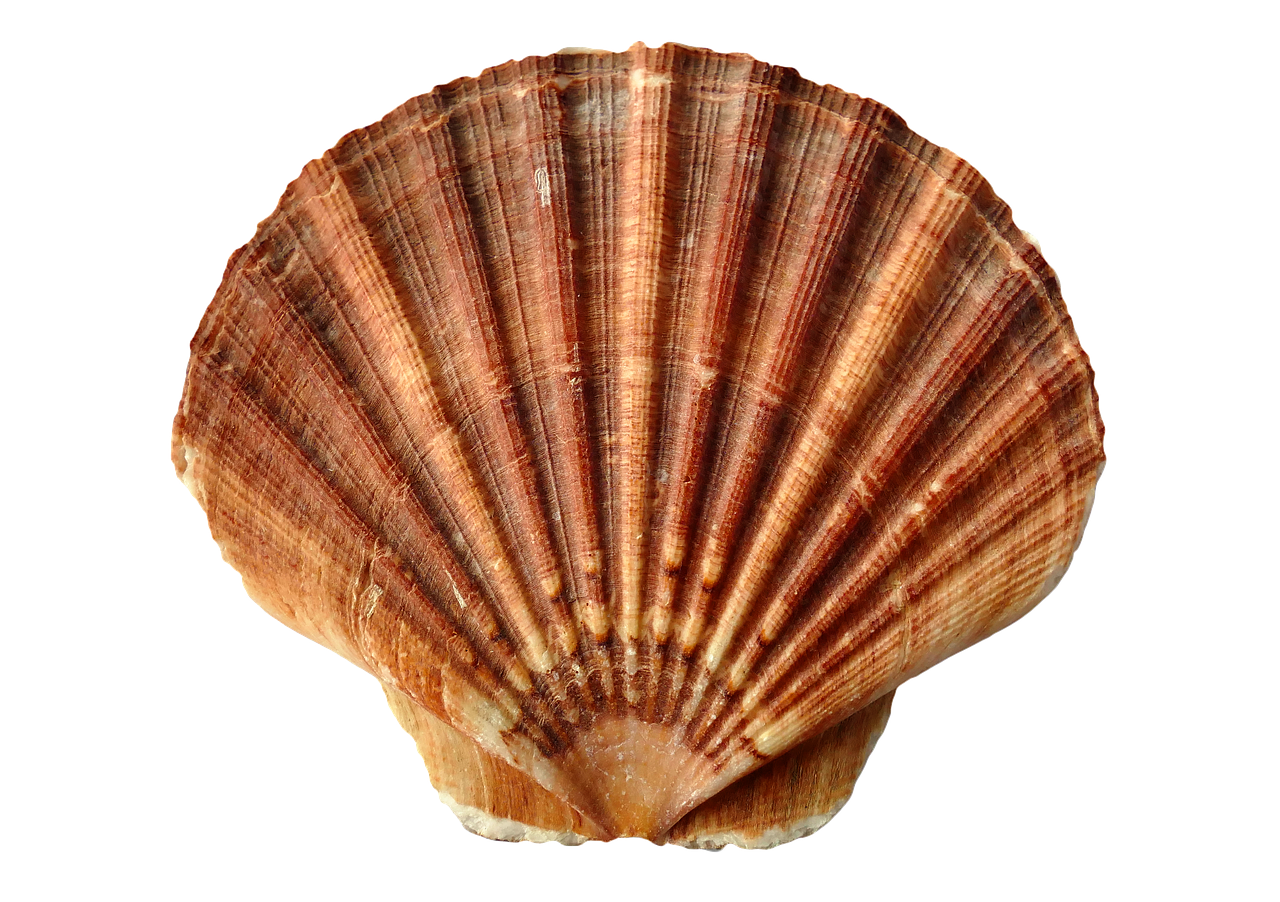 Sea clam ocean shells. Seashells clipart shell beach