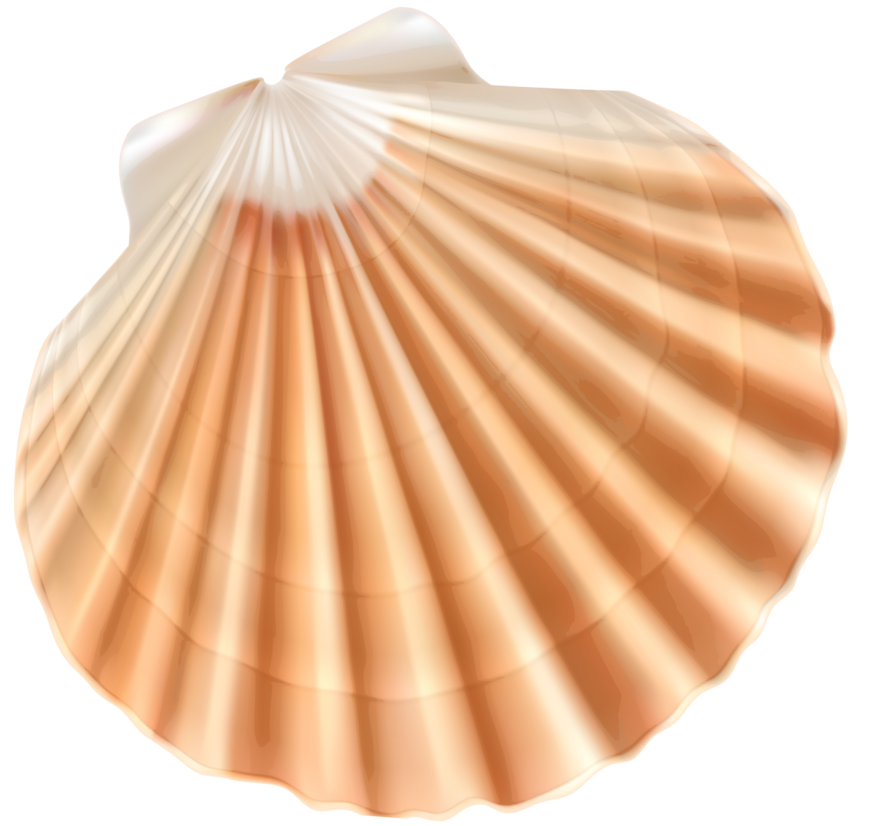 Seashell clip art sea. Clam clipart shell fish