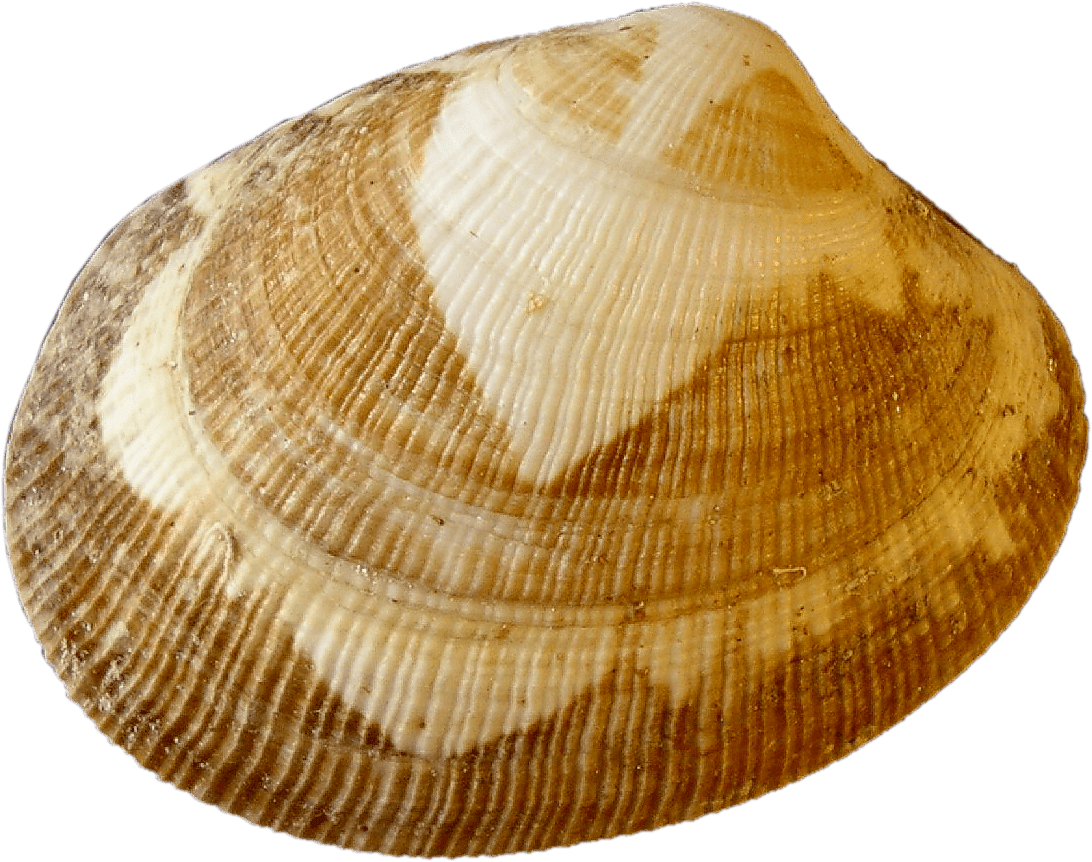 Our catch ilwaco landing. Clam clipart shell fish