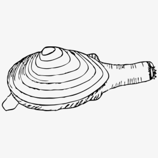 clam clipart sketch