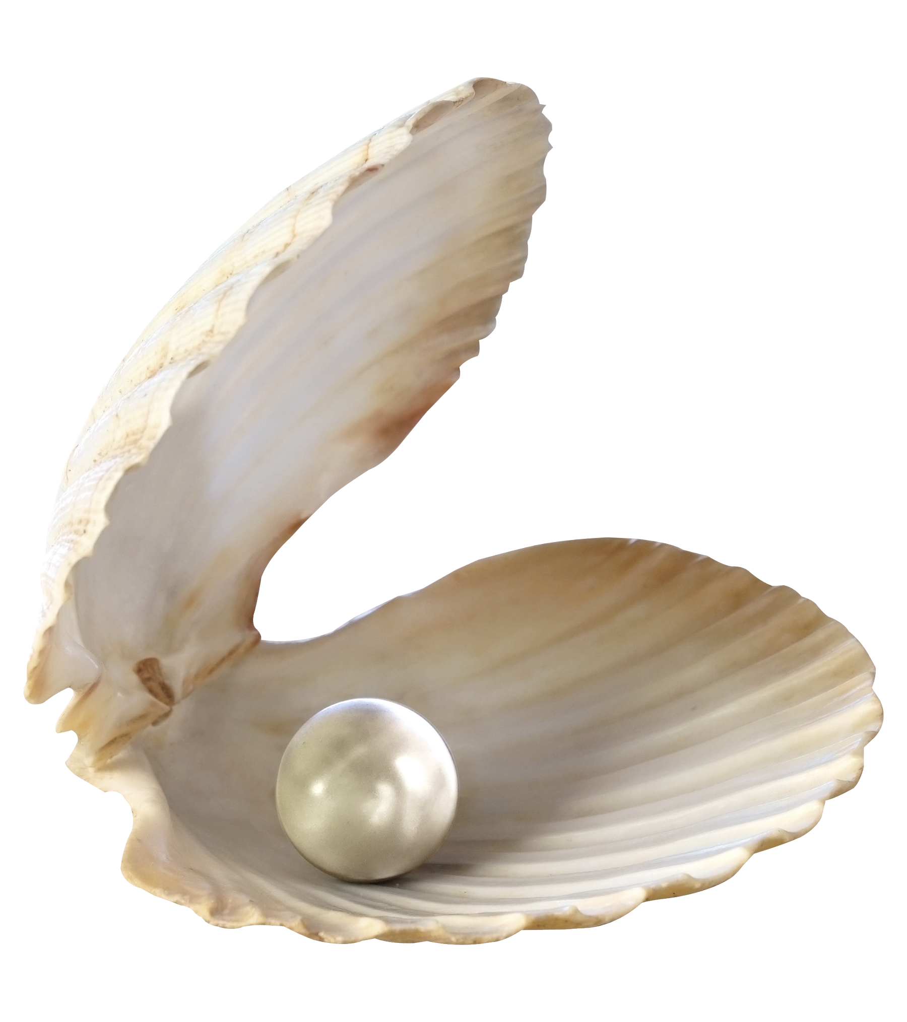 clam clipart transparent background pearl
